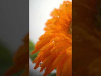 Shampooing 50ml
